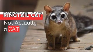 Ringtail Cat Meet Natures Unique Raccoon Cousins [upl. by Colan246]