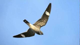 Have you heard the sound of the Common Nighthawk [upl. by Ardnik]