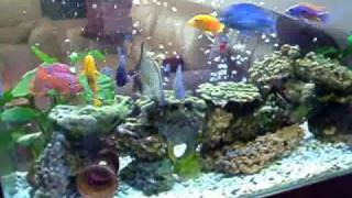 אקווריום ציקלידים Cichlids Aquarium [upl. by Uriiah679]