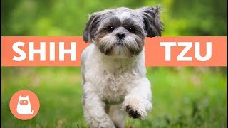 SHIH TZU en español  Características y cuidados [upl. by Dolf]