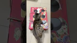 فكره لعمل لعبه للقطط فى المنزل  العاب للقطط قطط🐈🐱 cat cute kitten diy diy cat toys صنعمنزلي [upl. by Cannon558]