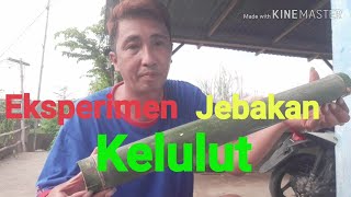 Eksperimen jebakan kelulut [upl. by Oehsen]