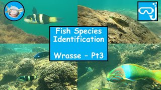 Fish species identification  Wrasse Part 3 [upl. by Aniled]