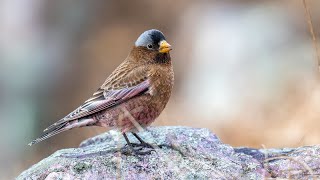 Gray crowned Rosy Finch in Wisconsin [upl. by Negah]