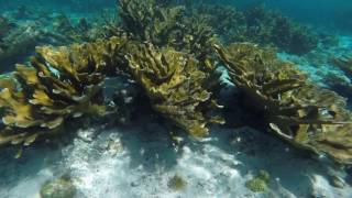 Snorkeling at SOROBON Bonaire 2016 [upl. by Lleze]