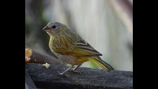 CANTO DEL CANARIO CORONADO  SAFFRON FINCH Sicalis flaveola [upl. by Eade]