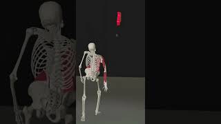 Movement of Hand Muscles When Throwing  Anatomy 3D Animation anatomy health 3d [upl. by Ellary]