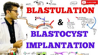 Blastulation  Blastocyst Implantation [upl. by Glanville]