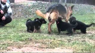 Les chiots Berger allemand a Holi  1 mois de vie [upl. by Nowaj]