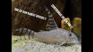 VERY Rare  Corydoras sp CW 146 [upl. by Okiman]