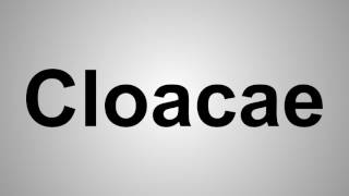 How To Pronounce Cloacae [upl. by Dyanna]