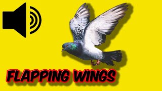 Bird Flapping Wings  Sound Effect  Royalty Free fly flap wing flapping bird wings [upl. by Tica]