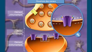 Les Inhibiteurs Calciques Pharmacologie [upl. by Noryv]