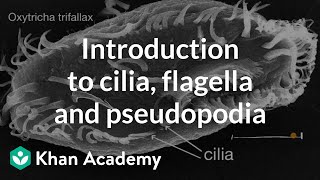 Introduction to cilia flagella and pseudopodia  Cells  High school biology  Khan Academy [upl. by Notled781]