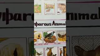 viviparous animals and oviparous animals l egg laying animals young ones animals [upl. by Ivatts]