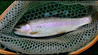 Fishing The IMNAHA RIVER By Far the Most Beautiful Place I Have Ever Fished [upl. by Dennard]