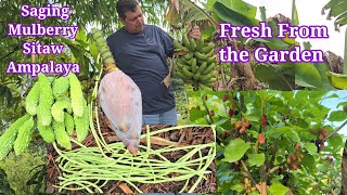 Harvest today Saging Lakatan Mulberries Ampalaya at Sitaw [upl. by Brebner387]