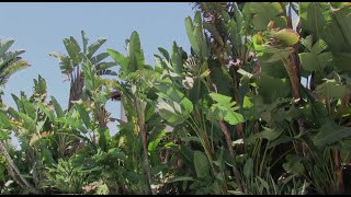 Giant Birds of Paradise trimming and maintenance [upl. by Cherye]