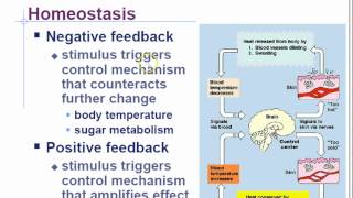 AP Biology Chapter 45 Endocrine System Part 1 [upl. by Rushing]