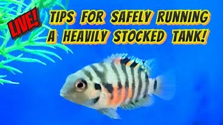 Tricks On How To Run An quotOverstockedquot Fish Tank Safely Nano amp Planted Aquarium Filtration Tips [upl. by Muncey461]