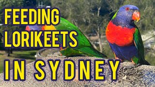 Feeding Rainbow LORIKEETS in Sydney Australia Australian Parrots [upl. by Perzan]