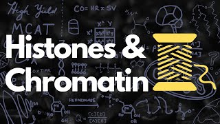 Histones Nucleosomes Chromatin Euchromatin and Heterochromatin  MCAT [upl. by Spears]