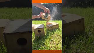 Giving my Finches some Nest boxes to Breed [upl. by Ahseenak]