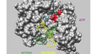 RNA Synthesis Lecture 6 [upl. by Doownil]