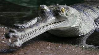 Gharial Conservation at the Bronx Zoo [upl. by Ardnaiek254]