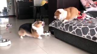 Corgis are Locked in Bitter Argument  But Who Will Win 😂 [upl. by Liatrice]