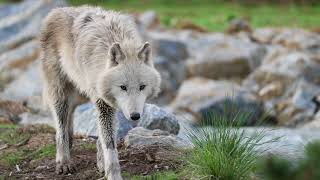 Les loups à Beauval [upl. by Ubana]