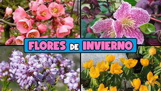 10 PLANTAS con FLORES que CRECEN EN INVIERNO [upl. by Brenna]