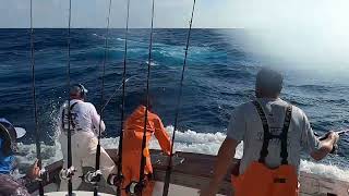 2024 Fish For Holly Islamorada Sailfish Tournament Clip [upl. by Marras]