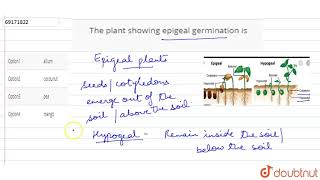 The plant showing epigeal germination is [upl. by Atnod690]