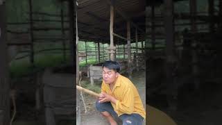 ซ่อมคอกวัว funnyvideo funny cow comedy funnyshorts fun automobile memes funnyclips [upl. by Gardas817]