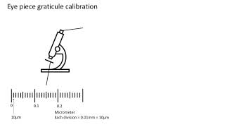 Eye piece graticule calibration A level biology AQA [upl. by Kassey358]