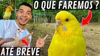 Apareceu um Periquito Australiano  Melhorias Viveiro  Despedida  Aves Recriar [upl. by Pfeffer103]