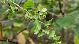 Another Native Plant Superfood for Birds [upl. by Milks]