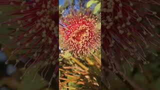 EUCALYPTUS PYRIFORMUS AND ANTS TUCKER TIMEWest Australian Dowerin Rose [upl. by Akirdnwahs]