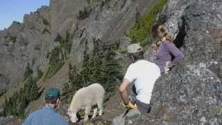 Hiking Safely With Goats [upl. by Mctyre]