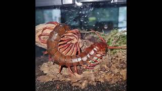 Malaysian Cherry Red Centipede Scolopendra dehaani eating locust [upl. by Zashin]