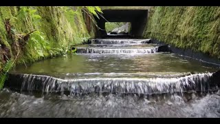 Bon Accord Creek Flexibaffles Bring Salmon Back [upl. by Ramraj]