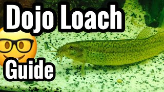 Dojo Loach Fish Care Guide [upl. by Blase944]