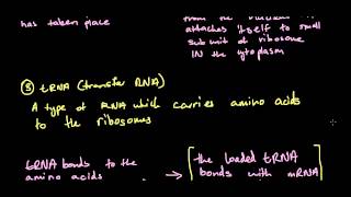 42 DNA Production of Polypeptides  Transcription and Translation  Blueprint of Life HSC Biology [upl. by Riancho40]