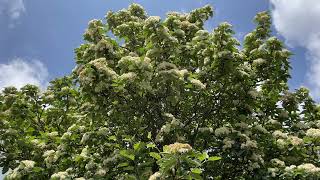 Swedish whitebeam  crown  May 2023 [upl. by Sesom169]