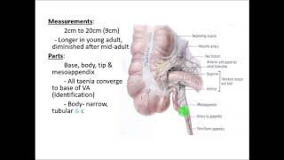 Anatomy of the VERMIFORM APPENDIX  Dr Yusuf [upl. by Lessirg945]