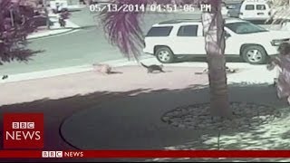 Super Cat saves boy from dog attack in California  BBC News [upl. by Ahsiugal987]