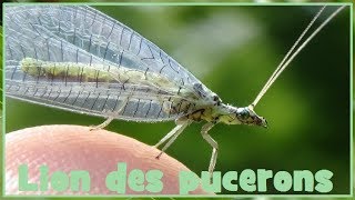 Chrysopa perla  Linnaeus 1758  Chrysopidae  Chrysope lion des pucerons  052017 [upl. by Nemaj]