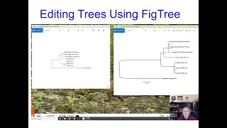 Editing phylogenetics trees in FigTree [upl. by Gyasi]