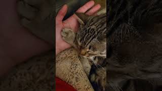 🍁 Egyptian Cat egyptiancats cats rescuecats calgary alberta canada [upl. by Samuele]